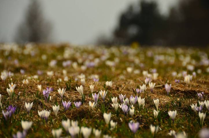 10459098_903310299725538_742914137775463573_o