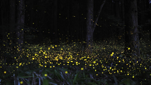 Lucciole-nel-Bosco07